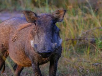 Zehn Monate ohne neuen ASP-Nachweis im Rheingau-Taunus-Kreis nach koordiniertem Einsatz