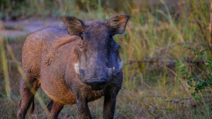 Zehn Monate ohne neuen ASP-Nachweis im Rheingau-Taunus-Kreis nach koordiniertem Einsatz